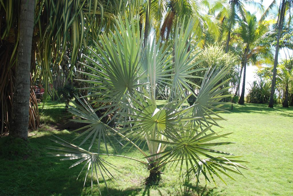 Hotel Beso del Viento (Adults Only) Parrita Exterior foto