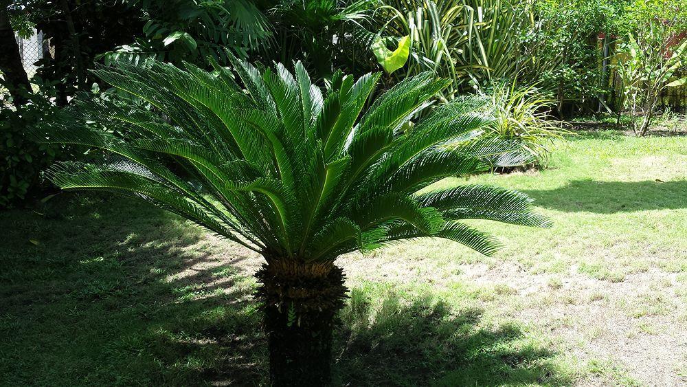 Hotel Beso del Viento (Adults Only) Parrita Exterior foto